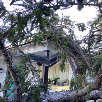 Agf Roofing - Before pic with tree damage - Roofing Near Me