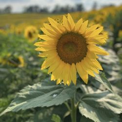 Schwirian Farm & Sunflower Festival