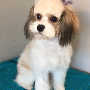 Frisco Pet Grooming & Spa - Pet Groomers Near Me - Frisco, Texas