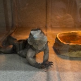 Painted Reptile - Iguana - Reptile Shops Near Me - Tarzana, California Painted Reptile - Iguana - Reptile Shops Near Me - Tarzana, California