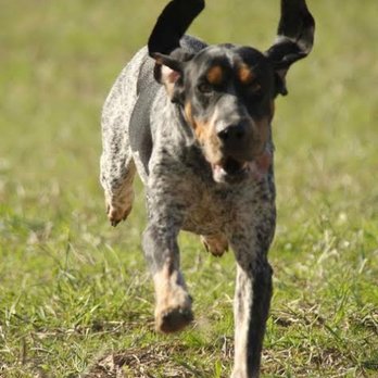Live Oak Veterinary Hospital - Live Oak Veterinary Hospital - Veterinarians Near Me - Beaufort, North Carolina Live Oak Veterinary Hospital - Live Oak Veterinary Hospital - Veterinarians Near Me - Beaufort, North Carolina