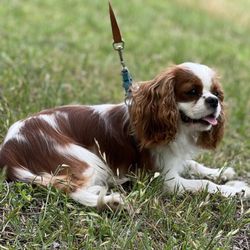 Evesham Cavaliers - Cavalier King Charles Spaniel dog