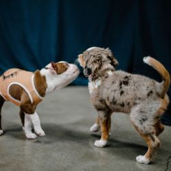 Underdogs Long Beach - Puppy Kindergarten!