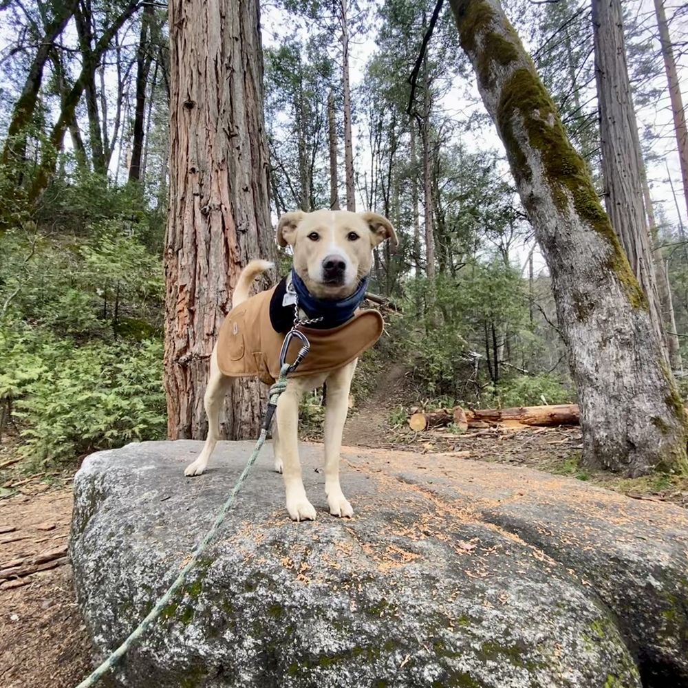 Dog friendly (but be on the lookout for ticks)! Dog friendly (but be on the lookout for ticks)!