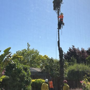 Califa Tree Care - Middle of the work - Tree Services Near Me Califa Tree Care - Middle of the work - Tree Services Near Me