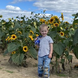 Ramseyer Farms - Sunflower field