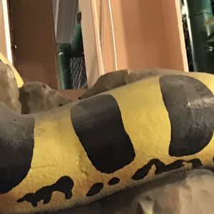 RINGING ROCKS ROLLER RINK - 17 Reviews - 1500 Ringing Rocks Park ...