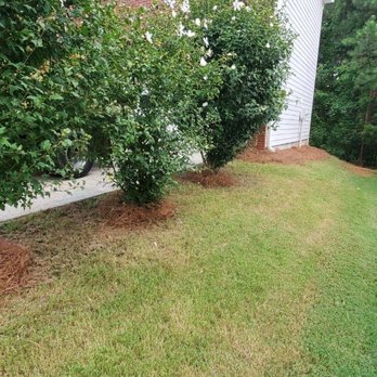 Metro Straw - a row of trees and shrubs in front of a house - Landscaping Near Me