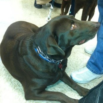 Angel Veterinary Services - Veterinarians Near Me - Phoenix, Arizona