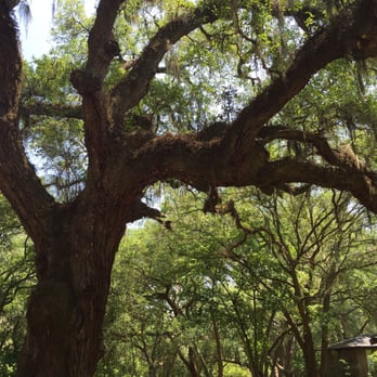 Brookgreen Gardens - Tree - Museums Near Me - Murrells Inlet, South Carolina Brookgreen Gardens - Tree - Museums Near Me - Murrells Inlet, South Carolina