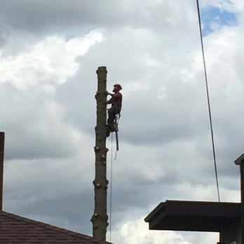 Crown Tree Solutions - Tree Services Near Me - Everett, Washington Crown Tree Solutions - Tree Services Near Me - Everett, Washington