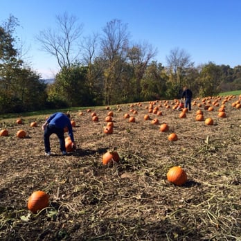 Bedner's Farm & Greenhouse - Nice pumpkins! - Farms Near Me - McDonald, Pennsylvania