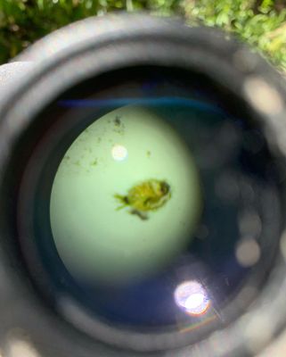 Photo of Hellyer Park & Coyote Creek Trail - San Jose, CA, US. Water flea under the microscope