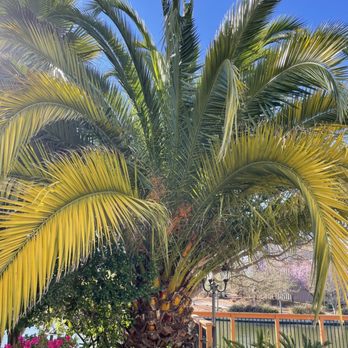 Apex Tree Care - Before - Tree Services Near Me