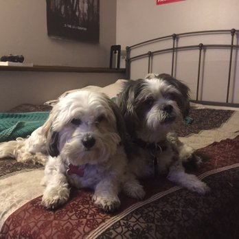 Westchester Doggery - Pet Groomers Near Me - Westchester, Illinois