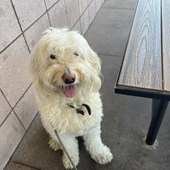 Raising Cane's Chicken Fingers - Luna waiting for her chicken - Fast Food Near Me - Foothill Ranch, California Raising Cane's Chicken Fingers - Luna waiting for her chicken - Fast Food Near Me - Foothill Ranch, California