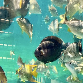 St Augustine Aquarium - Aquariums Near Me - St. Augustine, Florida
