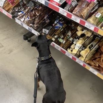 Pet Food Express - Kyle smelling the bones and picking his treat! - Pet Stores Near Me - San Francisco, California Pet Food Express - Kyle smelling the bones and picking his treat! - Pet Stores Near Me - San Francisco, California