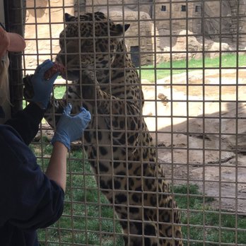 Bearizona - Jaguar feeding - Zoos Near Me - Williams, Arizona