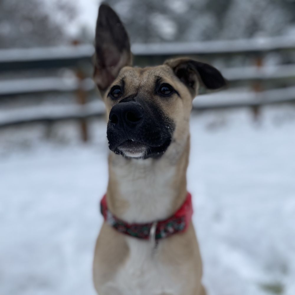 CANINE KARMA TRAINING 49 Photos & 13 Reviews Stafford, Virginia