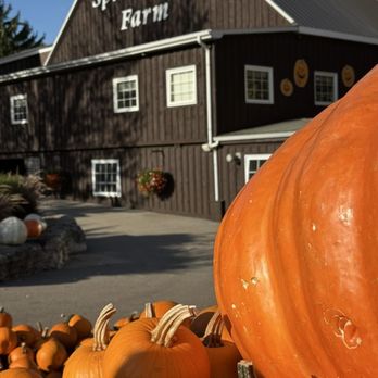 Springridge Farm - Fall perfection - Farms Near Me - Milton, Ontario Springridge Farm - Fall perfection - Farms Near Me - Milton, Ontario