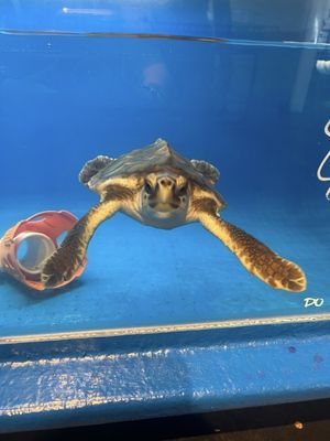 Tybee Island Marine Science Center by null