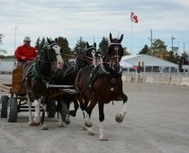 Markham Fairgrounds by null