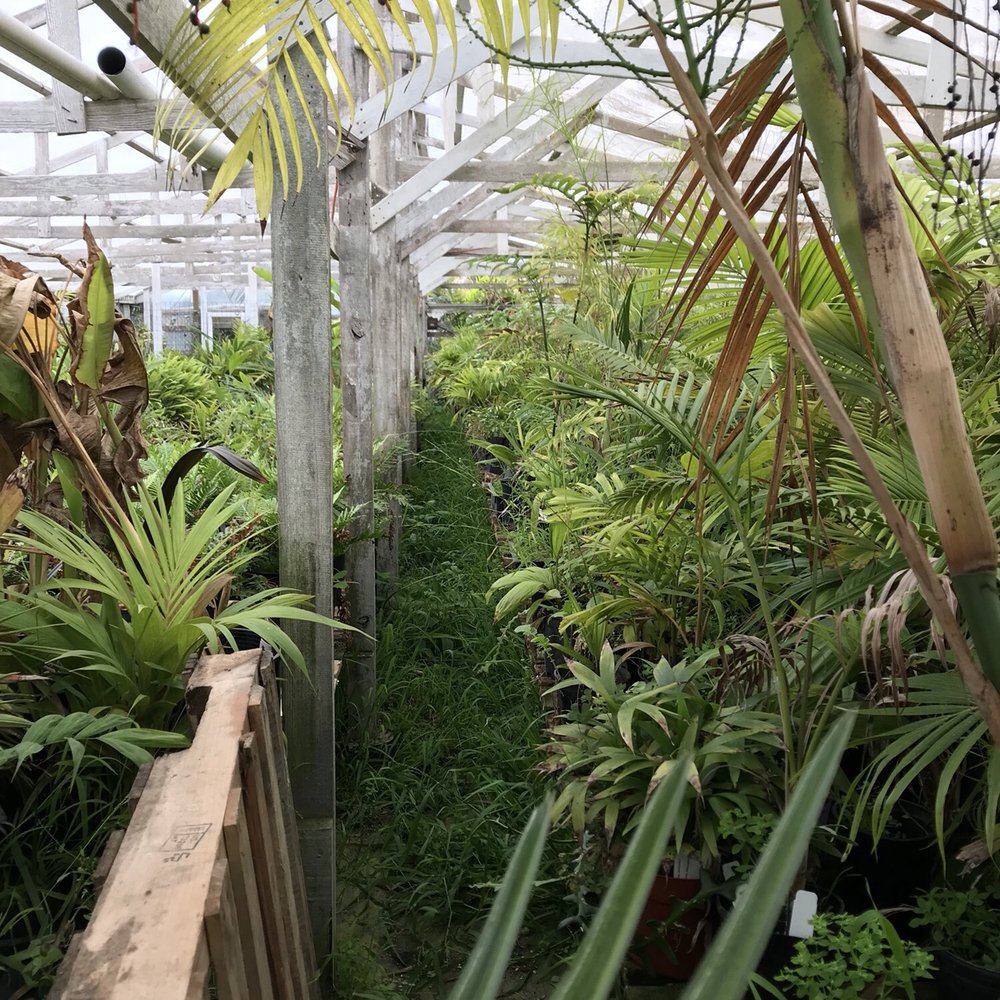 Jungle Music Palms & Cycads - Nurseries & Gardening Near Me - Encinitas, California Jungle Music Palms & Cycads - Nurseries & Gardening Near Me - Encinitas, California
