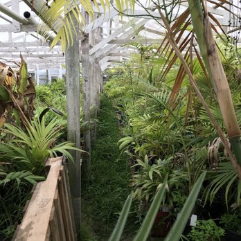 Jungle Music Palms & Cycads - Nurseries & Gardening Near Me - Encinitas, California Jungle Music Palms & Cycads - Nurseries & Gardening Near Me - Encinitas, California