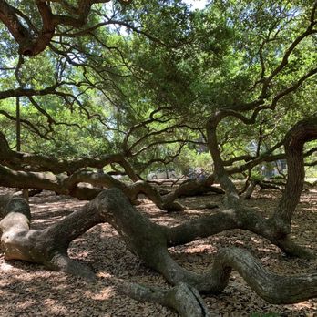 Angel Oak - Parks Near Me - Johns Island, South Carolina