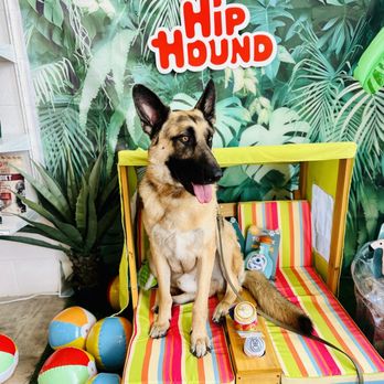 Hip Hound - Ronin knows the vibes - Pet Stores Near Me - Covina, California