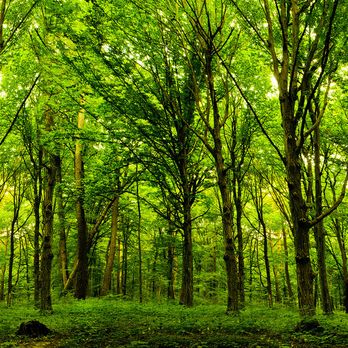 Legacy Treecare - Tree Services Near Me Legacy Treecare - Tree Services Near Me