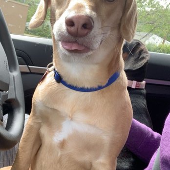 Dunkin' - They love the drive thru! - Donuts Near Me - Hampton, Virginia