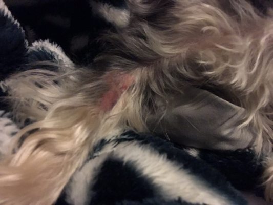 Bergen Passaic Animal Hospital 541 Westminster Pl Lodi Nj Veterinarians Mapquest