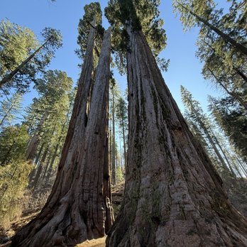 Calaveras Big Trees State Park - Parks Near Me - Arnold, California