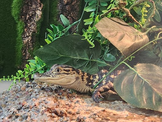 Lake Houston Wilderness Park by null