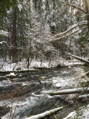 Willamette National Forest by null