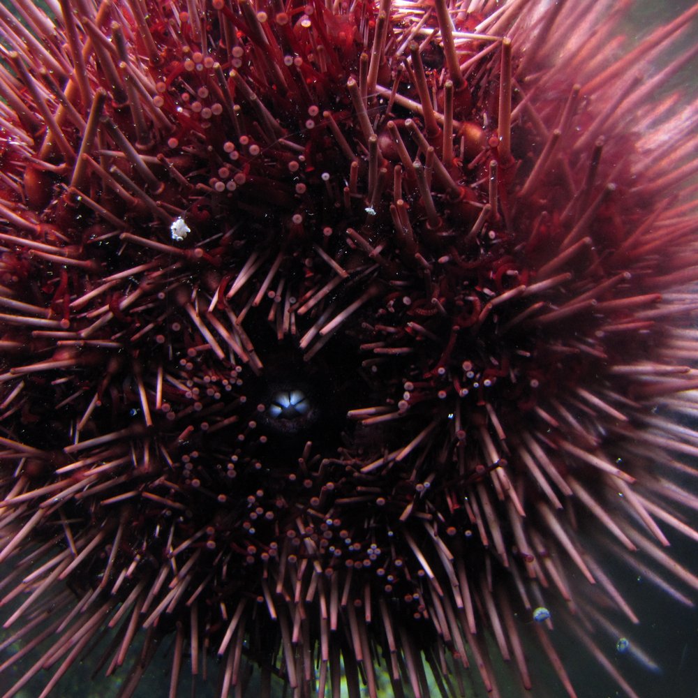 Sea urchin