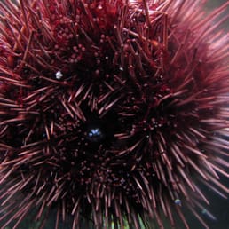 Sea urchin Sea urchin