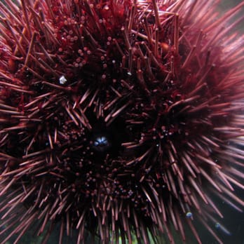 Padilla Bay Reserve - Sea urchin - Parks Near Me - Mount Vernon, Washington Padilla Bay Reserve - Sea urchin - Parks Near Me - Mount Vernon, Washington