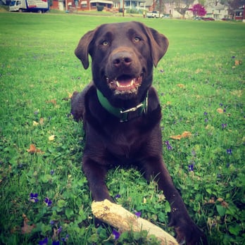 Pawsercise - Sticks are Amazing!!! - Dog Walkers Near Me - San Antonio, Texas Pawsercise - Sticks are Amazing!!! - Dog Walkers Near Me - San Antonio, Texas