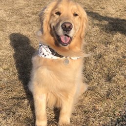 Handsome boi thanks to Dolly's Doggie Salon Handsome boi thanks to Dolly's Doggie Salon