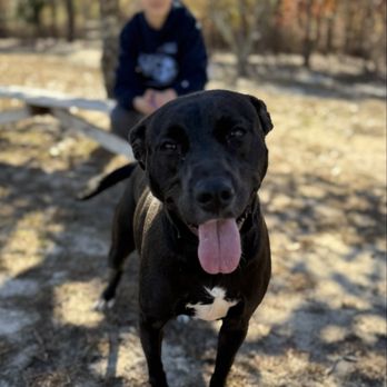 Animal Protection League - Animal Shelters Near Me - Lexington, South Carolina Animal Protection League - Animal Shelters Near Me - Lexington, South Carolina