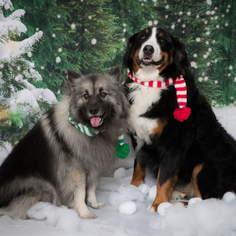 Canine Clean - Keeshond and Bernese Mountain Dog - Pet Groomers Near Me - Urbandale, Iowa
