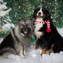 Photo of Canine Clean