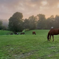 Morning at the Stables