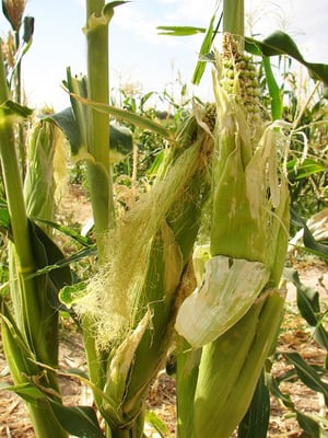 Gilcrease Orchard by null