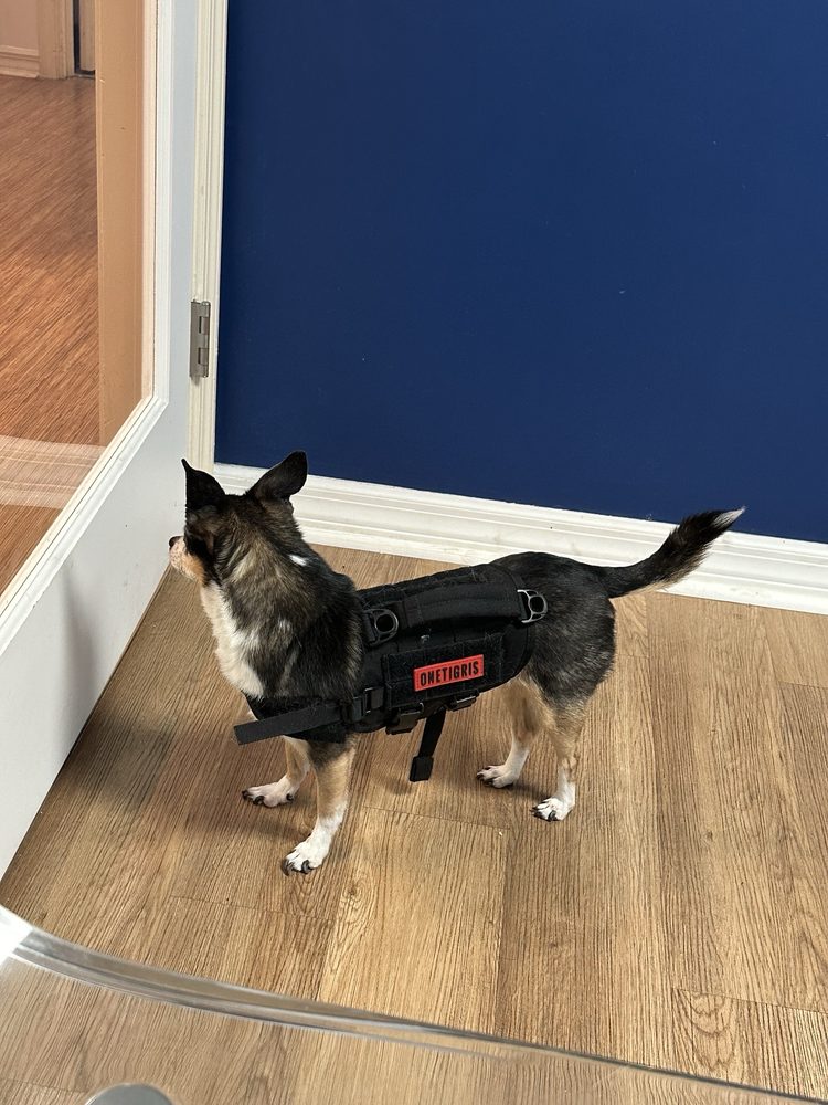 Palm Harbor Animal Hospital Image