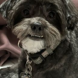 Our handsome fur baby, Kura! Our handsome fur baby, Kura!