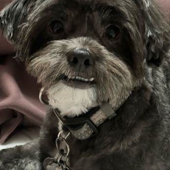 Petco - Our handsome fur baby, Kura! - Pet Training Near Me - Granada Hills, California Petco - Our handsome fur baby, Kura! - Pet Training Near Me - Granada Hills, California